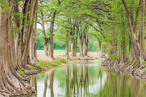 Waring-Texas-USA-Trees along the Guadalupe River in the Texas Hill Country Art Print